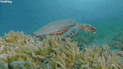 Sea Turtle GIF by ViralHog