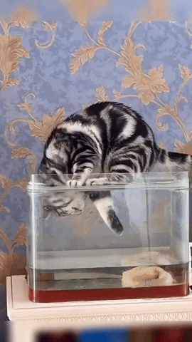 Idari giphyupload GIF