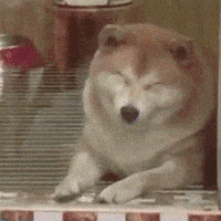 Sleepy Shiba GIF
