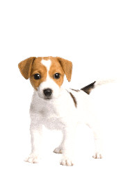 Temnamurano Sticker by murano pet