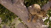 Season 2 Cute Animals GIF by PBS