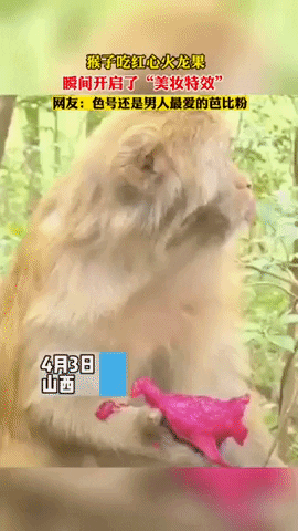 cuteanimalland giphyupload GIF