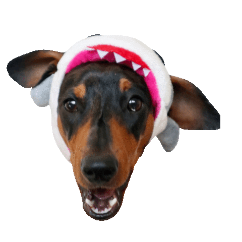 dachshund doxie Sticker by DopeDog