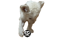 Lion Zoo Sticker by HcpSafari