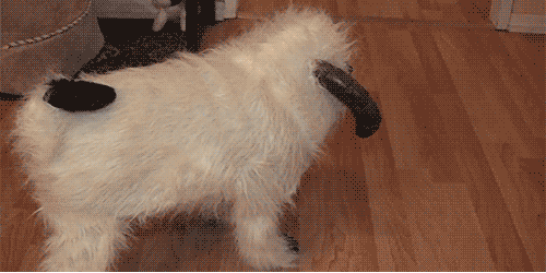 dog roll over GIF