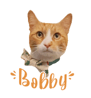 Cat Ginger Sticker