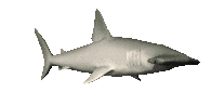 shark STICKER