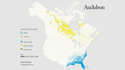 palm warbler GIF by audubon