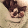 morning GIF
