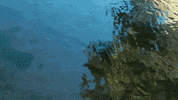 resident enis GIF by Disney XD By Maker