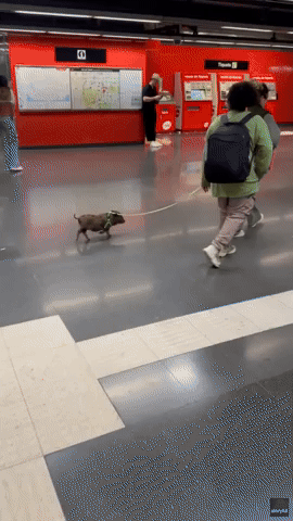 Little Pig on a Leash Spotted in Barcelona Metro