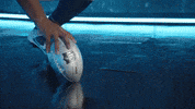 Football Nfl GIF by New England Patriots