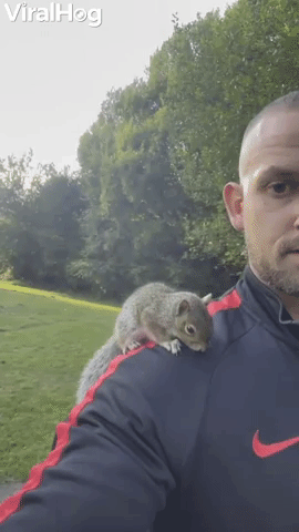 Squirrel Hitches a Ride on Mans Shoulder