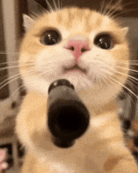 Mad Cat GIF