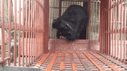 animalsasia vietnam valerie animalsasia bearrescue GIF