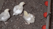 oikeuttaelaimille chicken chick finland suomi GIF