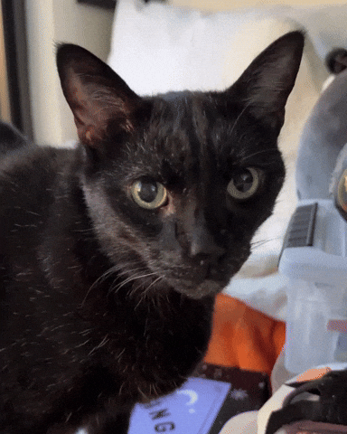 Black Cat Licking Lips GIF