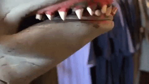 subpoprecords giphygifmaker teeth shark sub pop GIF