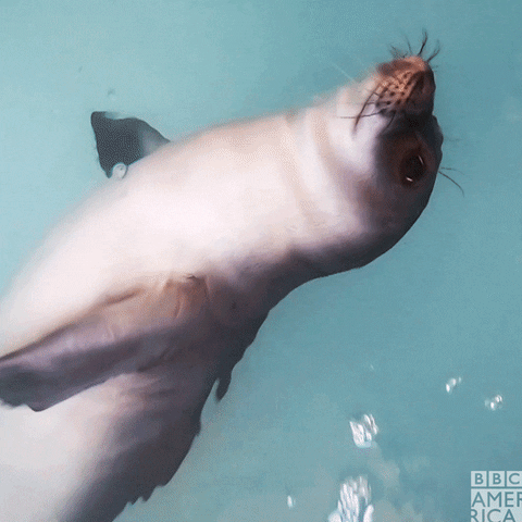 Ocean Wildlife GIF by BBC America