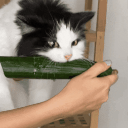 Let Go Eating GIF