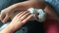 Cute Kitten Nibbles on Owner's Finger