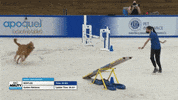Espn Running GIF by American Kennel Club