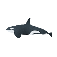 Marine Biology Water Sticker by OceanX