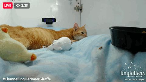 GIF by Mashable