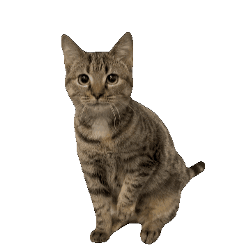 Hungry Cat Sticker by De Graafschap Dierenartsen