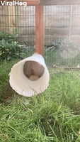 Fluffy Rabbit's Reverse Out of Tube