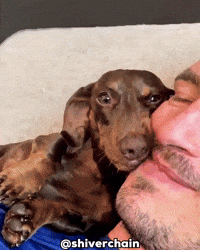 Dog Puppy GIF