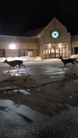 Herd of Deer Wander Through Canadian Town