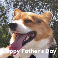 Dog Corgi GIF