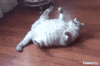 GIF by CosenzApp
