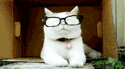 cat glasses GIF
