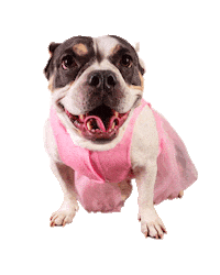 Dance Dog Sticker by Instagram for Business