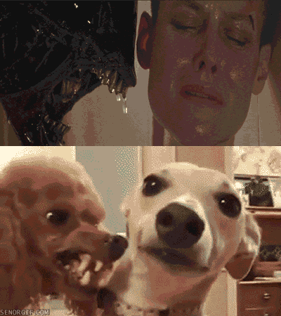 alien 3 funny dog GIF by Cheezburger