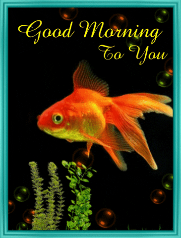 fish GIF
