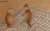 cat attack cats being jerks GIF