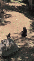 Adorable Baby Gorilla at Atlanta Zoo Overjoyed to See Wood Shavings