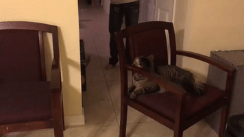 Wary Pitbull Keeps Distance From Scary Cat