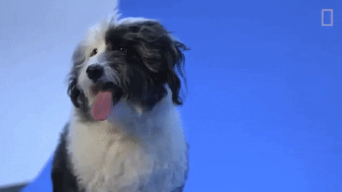 national geographic dog GIF by Nat Geo Wild