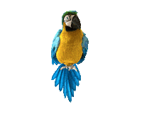 Piwo Captain Jack Sticker by captainjackbeer