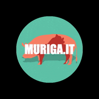 muriga pig maiale muriga GIF