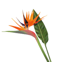 Coentron flowers summertime flowerpower the other side Sticker