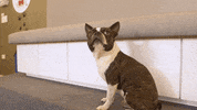 Dentist Smile GIF by Orthodontics of south miami