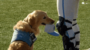 University Of North Carolina Baseball GIF by UNC Tar Heels