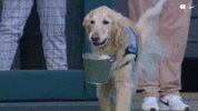 University Of North Carolina Dog GIF by UNC Tar Heels