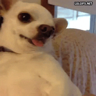 Angry Dog Turds GIF