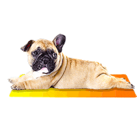 dog sticker by Puppies Make Me Happy